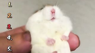Hamster ranking wet animal looks cute on human hand with text overlay