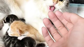 Mother cat hissing while owner holds kitten near other kittens on white surface
