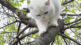 Cute cat walking on the tree