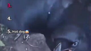 Ranking The Best Bird Moments hot dog stealing action underwater