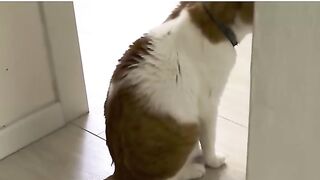 Bro summoning demons, cat peeking under door indoor meme video