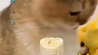 Funny cat knocking over protein man toy with playful chaos