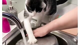 cat helping owner in washing dishes_ cute cat