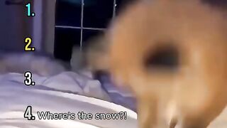 Ranking cute foxes wheres the newest video ranking list with animated fox character