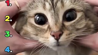 Ranking cats so cute they look fake with chubby squeezable kitten held close