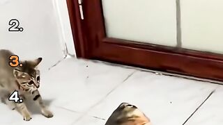 Funniest ranking cat moments video featuring fish on white table with numbered list