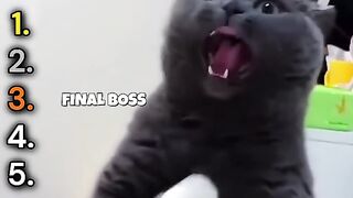 Funny cat video ranking top 5 cats videos final boss playful gray cat