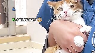 Cats at vet orange tabby held hands examining medical clinic