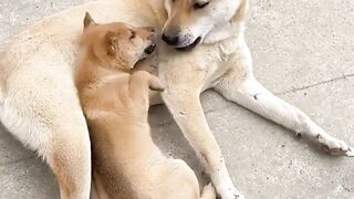 Mommy Dog’s Sweetest Moment with Her Puppy 🥹❤️🐶 #Shorts