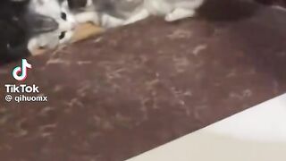 Family cat 2