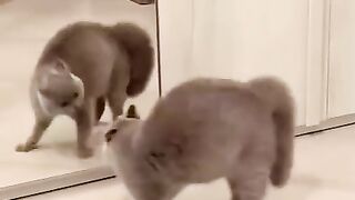 cat Cutest thing you'll see today