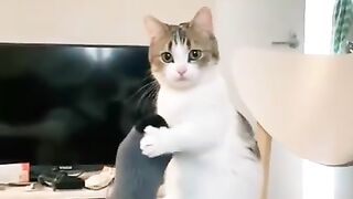 Try Not to Laugh – Funny Cats Compilation 2025 😹