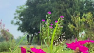 Poetry with nature