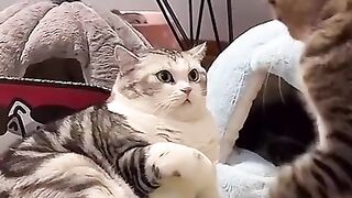 Wait until the end and watch