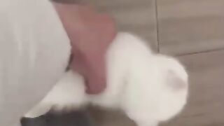 A cute cat that wants to join its owner as they head off to work