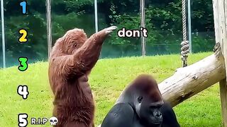 Gorilla 5