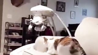 cat just trying to baby laugh