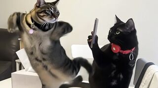 Funny Cat Videos 😻 Adorable Dancing Cats #catfunny 2