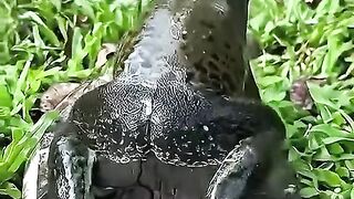 Ini kodok bisa buang angin juga yah wkwkwk