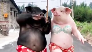 DANNY PORCOLA EA PORCOLA ELISA