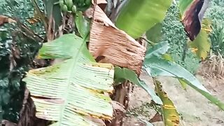 Panen buah pisang😊