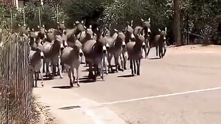 DIA DE ELEIÇÃO É ASSIM