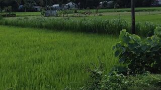 Natural green field
