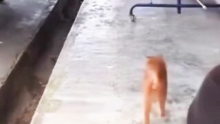 Cats Regretting Their Life Choices Instantly! 😹💀