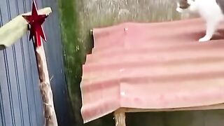 The Funniest Cat Fails You Will EVER See! 😹 Wait For The End! 💀