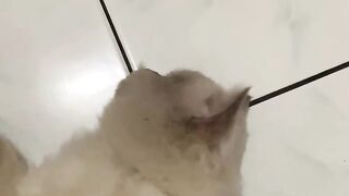 🐱🐱🐱