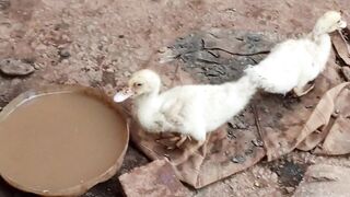 Duck video 2