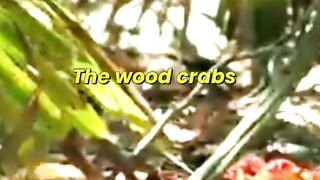 50 Million Crabs Invade Christmas Island