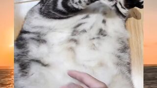 Cutest Cats! 😻 Try Not to Say Awww