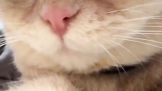 Cat cute!!..up cwlose n purrsonal