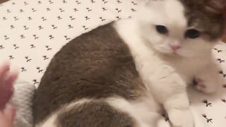 Cat cute!!...A cat striking a pretty pose