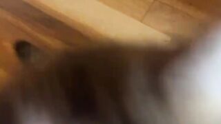 my owner loves playing with me 😸