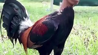 AYAM BERKEPALA MANUSIA WKWKWK