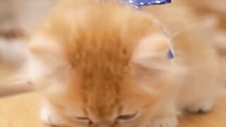 Funny cat video shorts