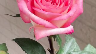 Beautiful rose🌷💗