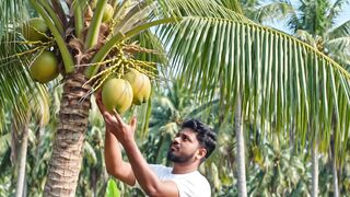 নারকেল পাল্লা