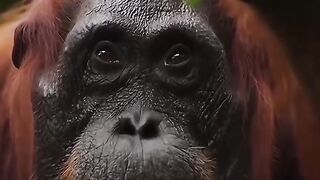 Pray for Kalimantan: Save the Orangutans 🌿🙏