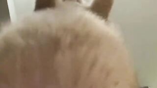Funny Cat 100