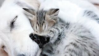 This Cat & Dog Friendship Will Melt Your Whole Heart! 🥺🐶🐱