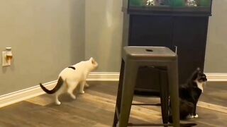 a cat that wants to swim in an aquarium
