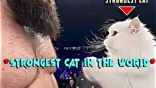 Cat 🐈😺