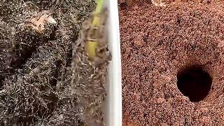 Fire Ants Bring Unexpected Action Underground! #shorts #science
