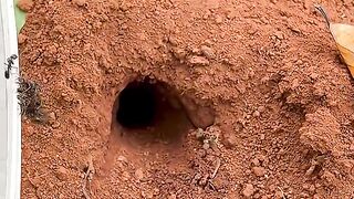 What Happens When Fire Ants Enter This Hole 😱