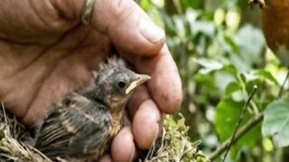 ¿Tocar un pájaro bebé arruina su olor y hace que sus padres lo abandonen?