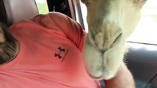 We Regret Rolling Down The Window at This Safari! 😭🚗💀