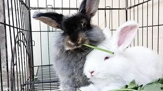 Funny bunny 5
